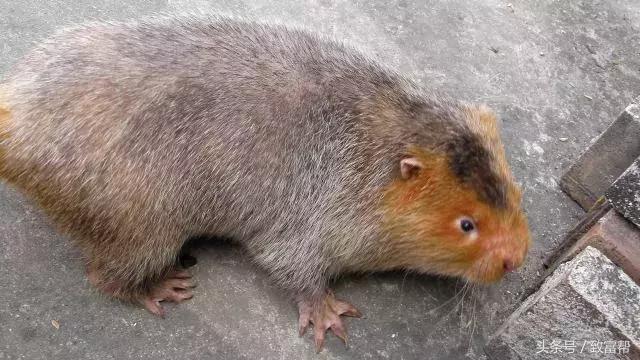 养老鼠有经济效益吗,竹鼠有什么经济效益