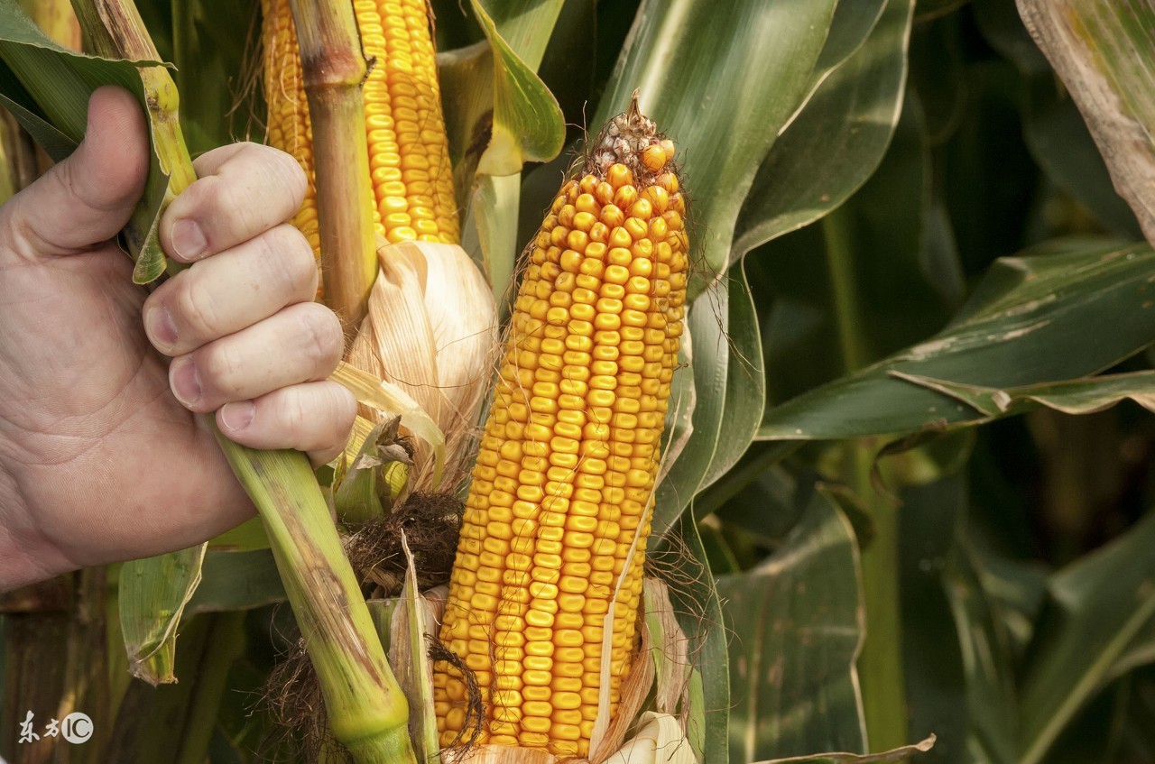 领略北美佳肴：在感恩节，来一杯特朗普都爱喝的玉米烧