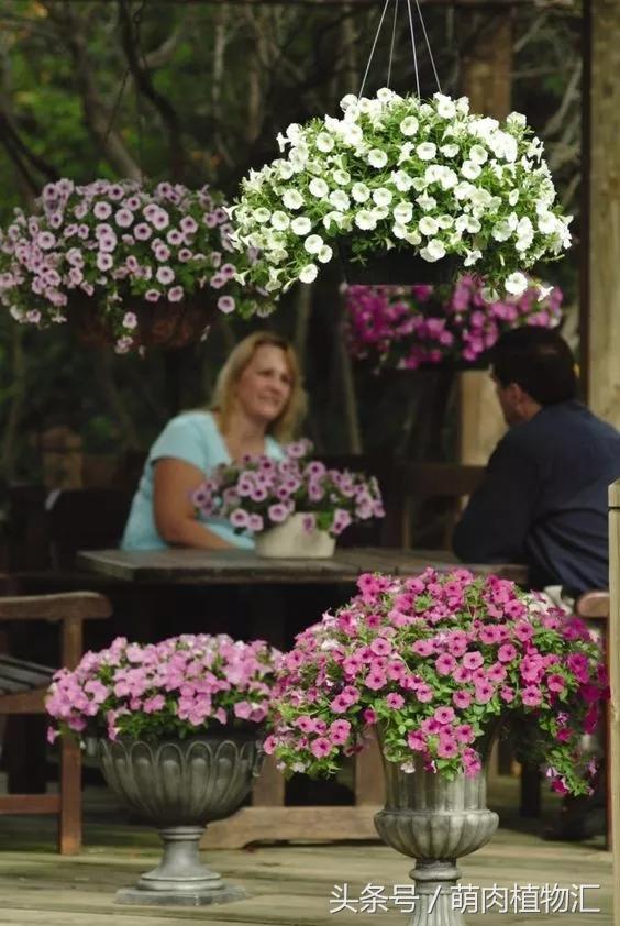10月适合养的草花 (适合北方的春季草花)