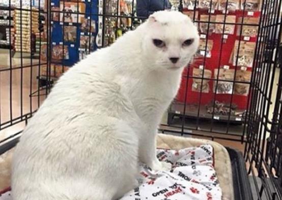 猫咪真的能治愈抑郁症吗,猫咪真的可以治愈一切