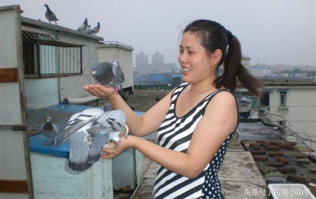 鸽子不归巢的几点原因,鸽子产了第二个蛋为什么不抱窝