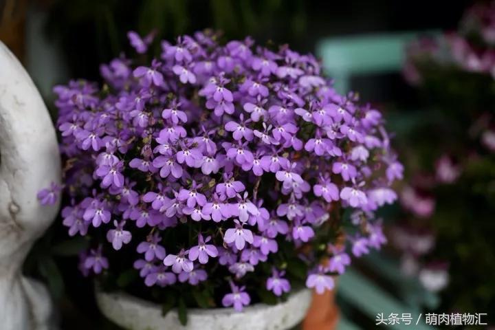 10月适合养的草花 (适合北方的春季草花)