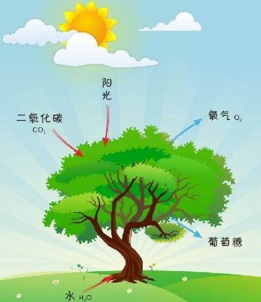 蓝藻统治了地球多少年,蓝藻爆发与什么元素有关