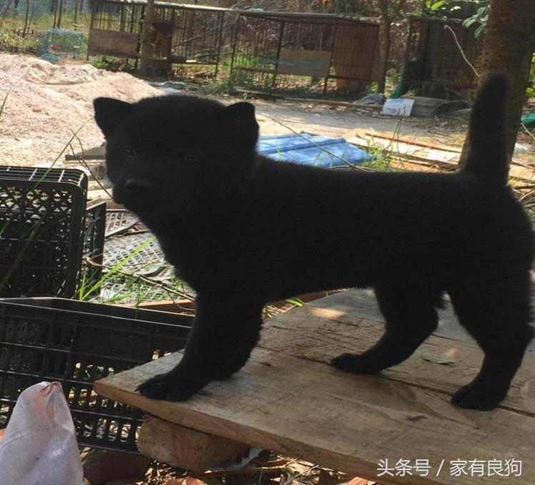 广西最常见的土狗,中国顶级广西土狗