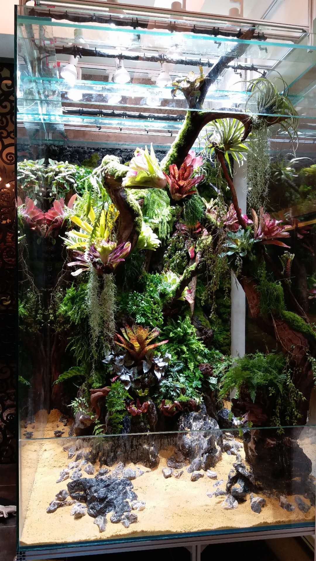 大墙鱼缸,40公分的缸养40的龙鱼