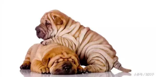 「盘点中国犬种」本土犬并不逊色，希望不要被遗忘