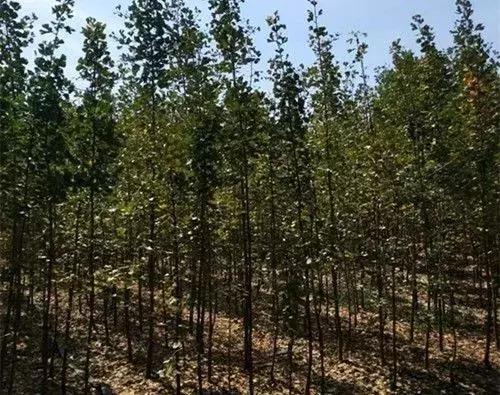 大农业今天行情,大农圈新闻