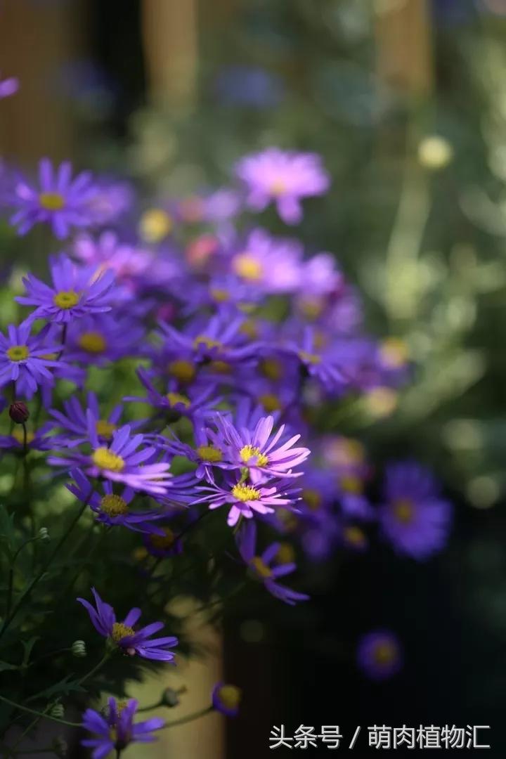 10月适合养的草花 (适合北方的春季草花)