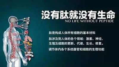 小分子肽激活人体细胞,小分子活性肽的吸收