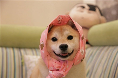 柴犬好养吗柴犬优缺点分析,柴犬优缺点及性格介绍大全