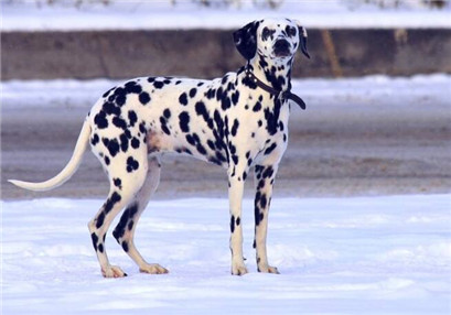 斑点犬容易得什么病,斑点狗疾病怎么预防传染