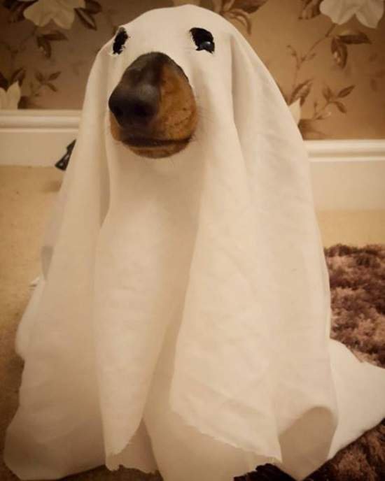 万圣节千万不要欺负熊孩子,万圣节安全守则