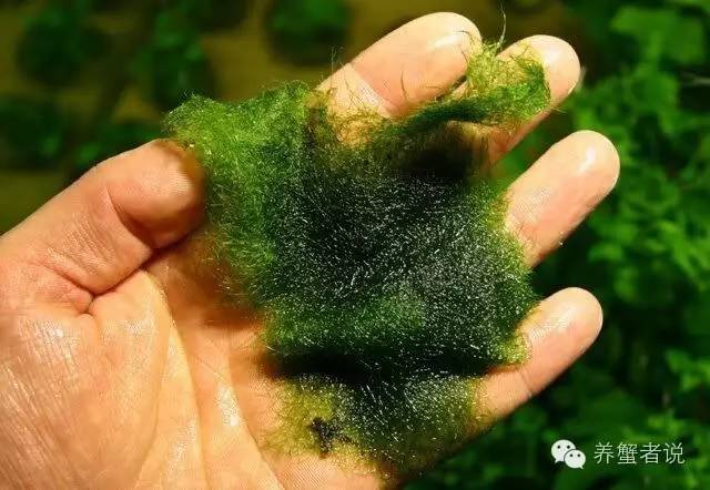 河蟹塘青苔爆发的处理方案,河蟹塘的青苔