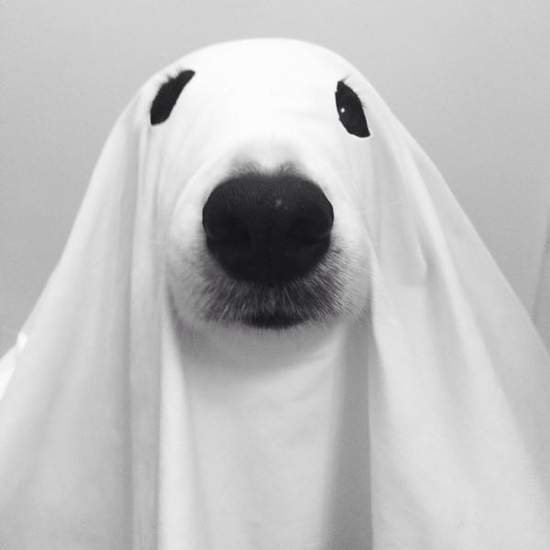 万圣节千万不要欺负熊孩子,万圣节安全守则