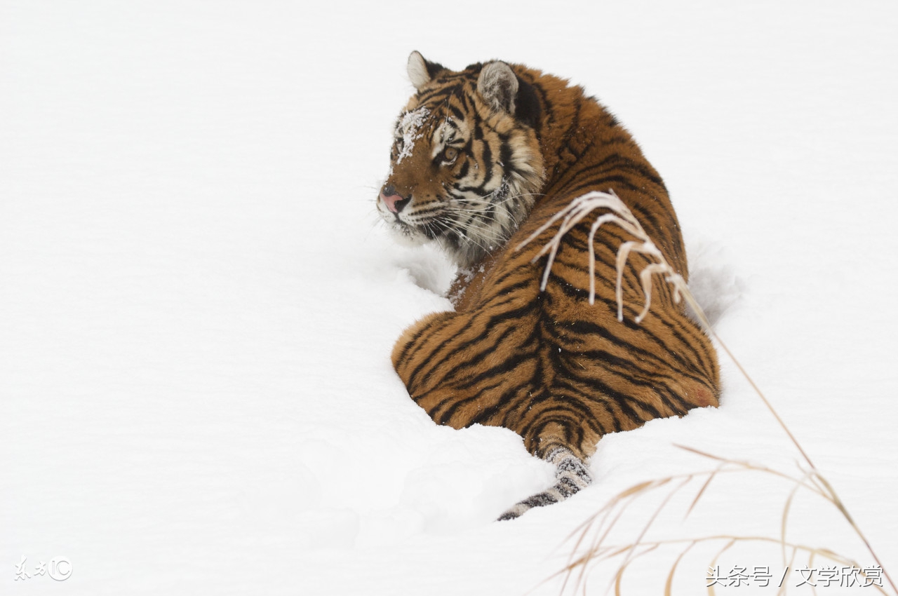 属相配对吉凶,属相搭配参照表