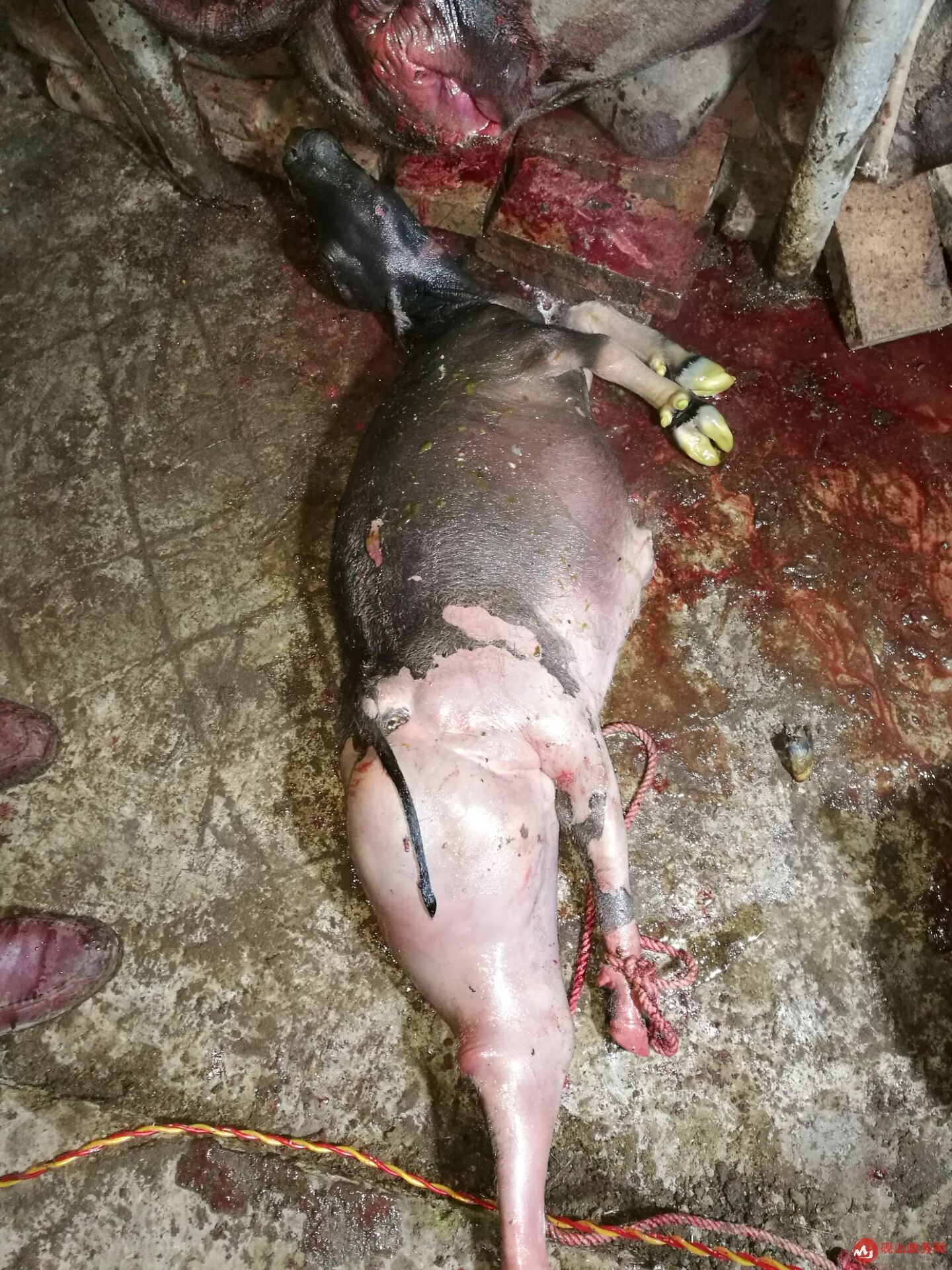 母牛头胎胎儿太大母牛难产怎么办,母牛难产的原因及常用的救助方法