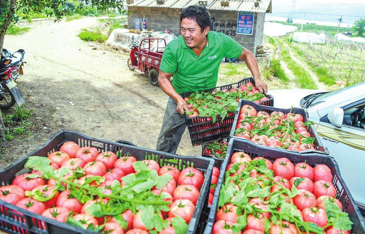 西红柿放冰箱冻坏了怎么办,西红柿冻了能缓过来吗