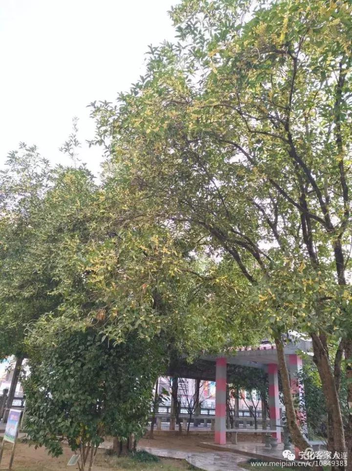 宁化一中90年校庆,宁化一中90周年校庆