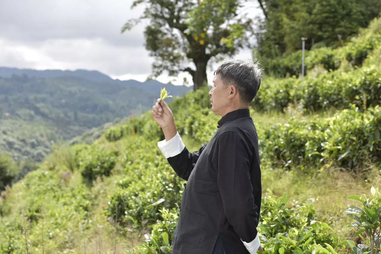 龙润普洱茶大师,中国最顶级茶师谈普洱茶