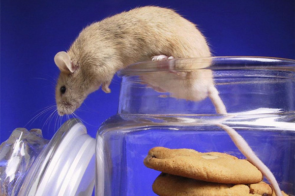 便利店有老鼠该怎么处理,便利店如何治理老鼠