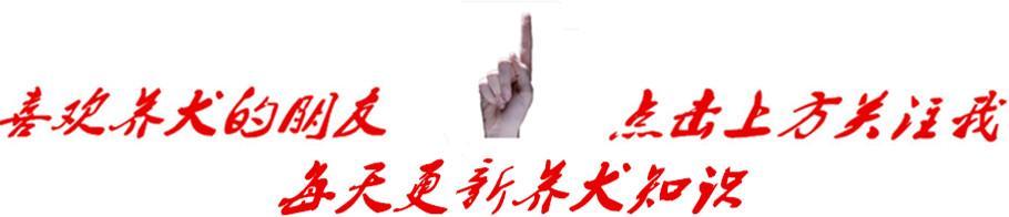 家有乖乖宠物,家有萌宠自觉训练