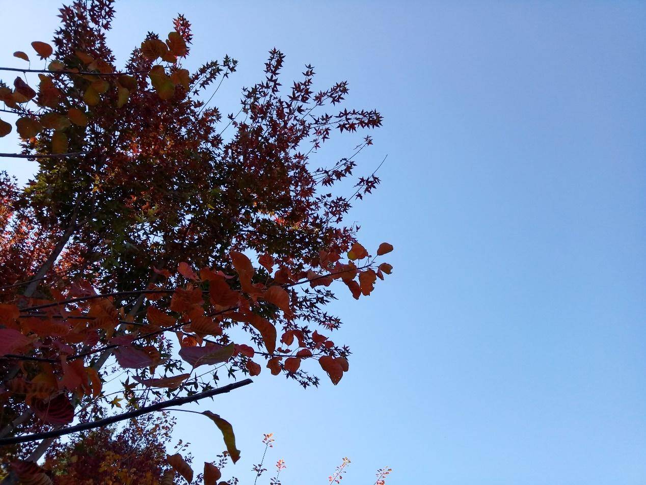 百元电动小钢炮,百元小屏小钢炮