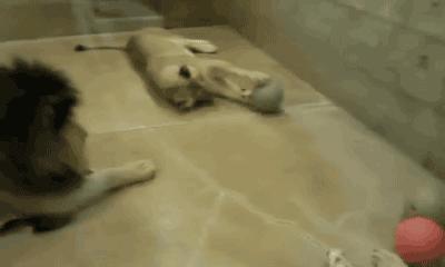 100张搞笑的动物图片,足球场上的动物搞笑gif