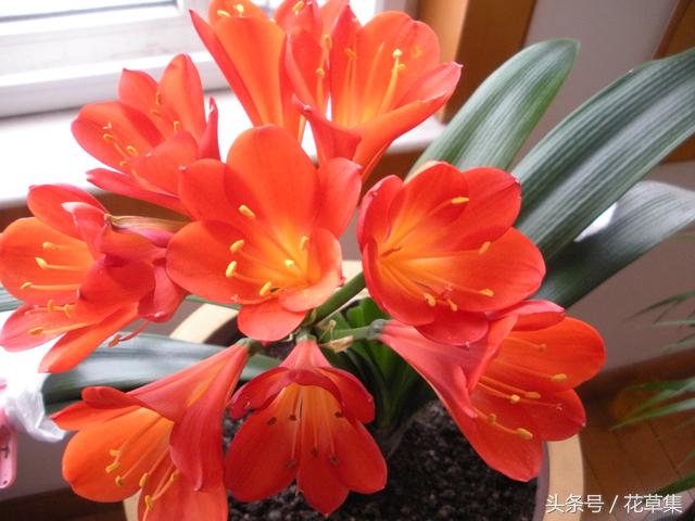 君子兰这些品种越养越值钱，看看你们养的君子兰到底值不值钱