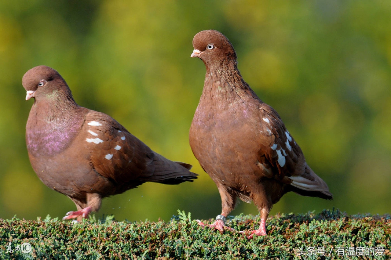 鸽子呼吸道问题会引起单眼伤风吗,鸽子单眼伤风会不会传染别的鸽子