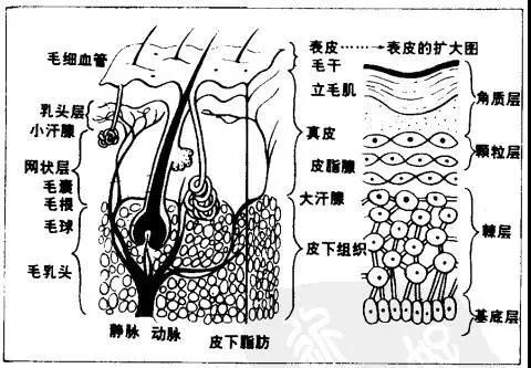 有红血丝是皮肤哪一层受损,皮肤敏感发红发痒是哪一层受损