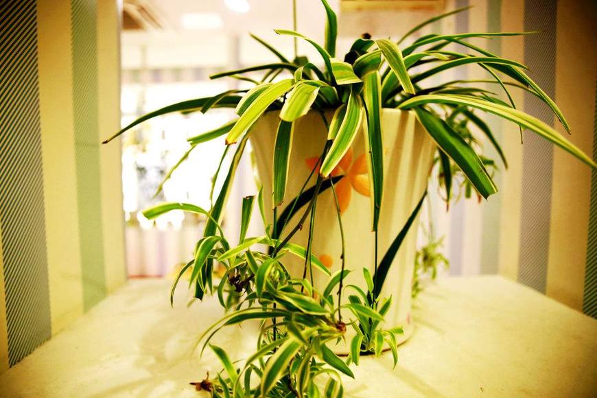 懒人植物易养活的有哪些,室内懒人养的植物