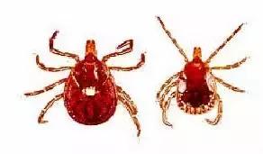 主子生病老不好，十有八九是因为没做这件事！