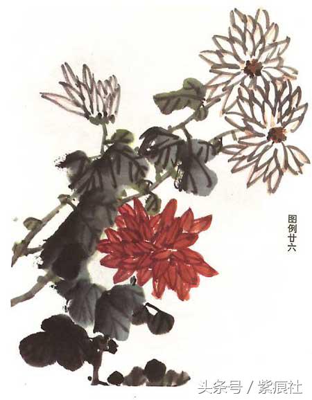 国画中球形菊花怎么画好看,名家画菊花的简单画法