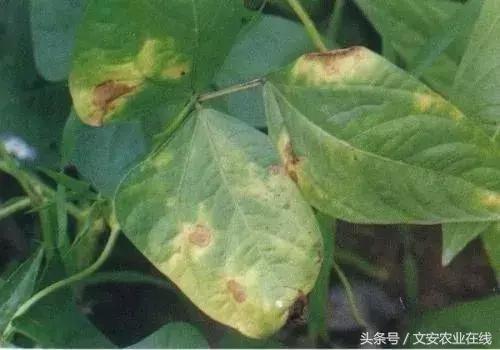 早疫病和晚疫病怎么区别,哪些病害属于晚疫病
