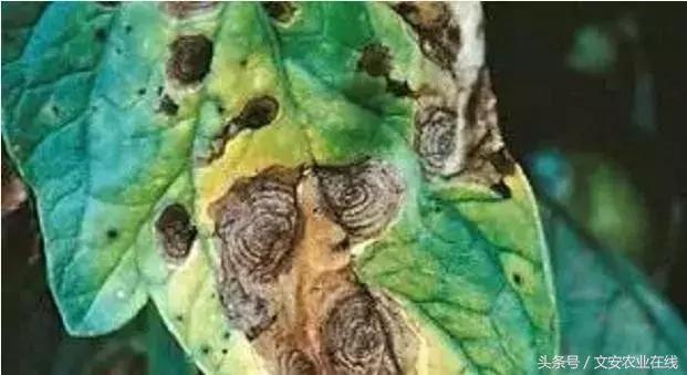 早疫病和晚疫病怎么区别,哪些病害属于晚疫病