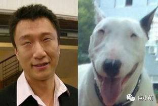 「犬种百科」铁汉柔情爱干净撞脸红雷精力盛——牛头梗