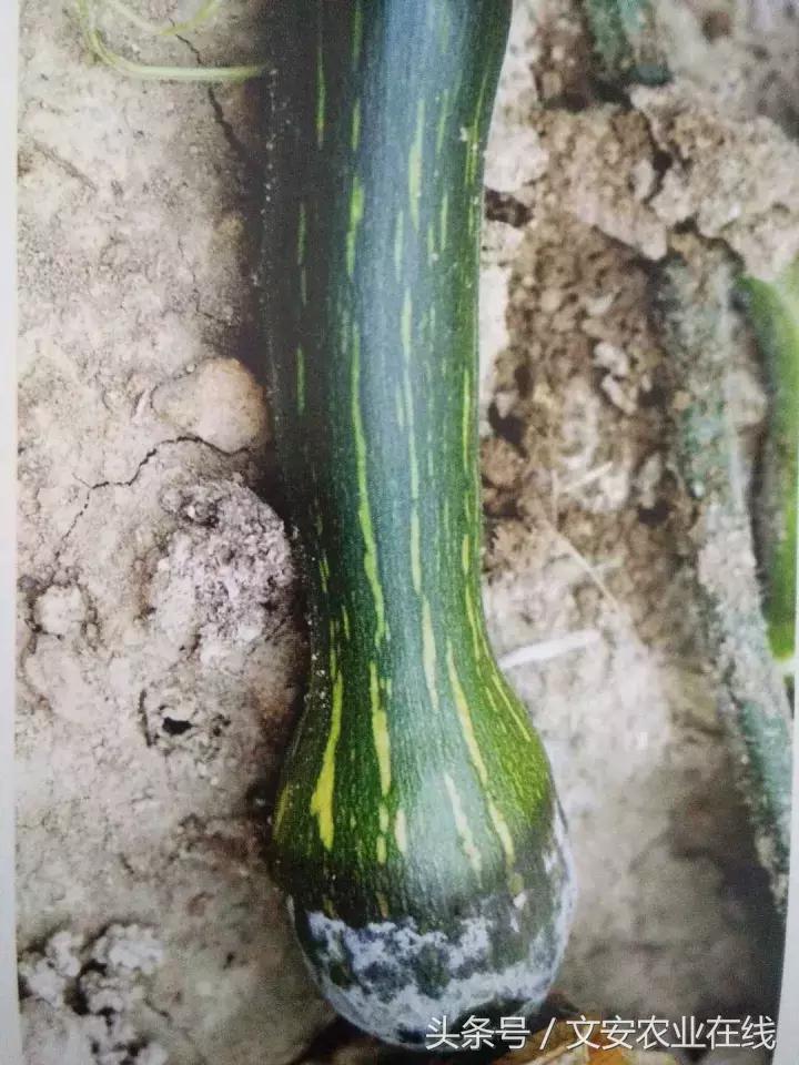 早疫病和晚疫病怎么区别,哪些病害属于晚疫病