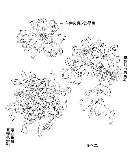 国画中球形菊花怎么画好看,名家画菊花的简单画法