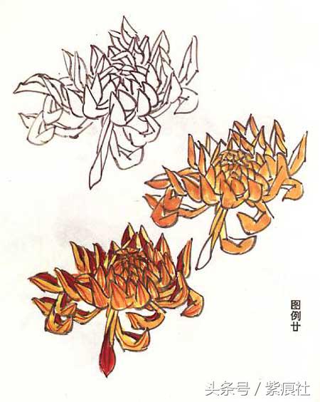 国画中球形菊花怎么画好看,名家画菊花的简单画法