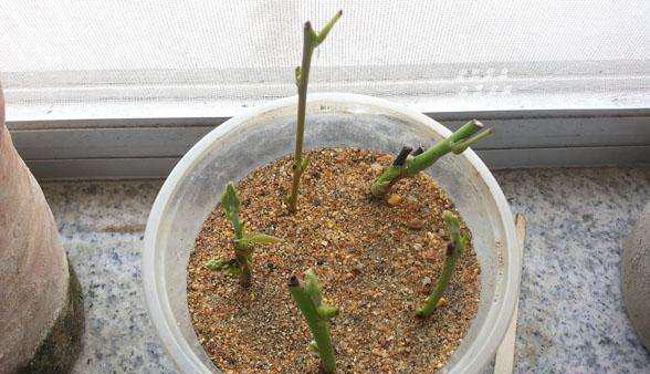 养花需要重视细节,不会养花花儿却生长得很好