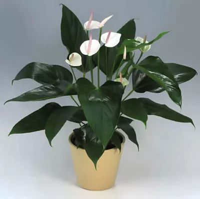 秋季对咽喉保养最好方法,秋冬嗓子疼多吃什么水果