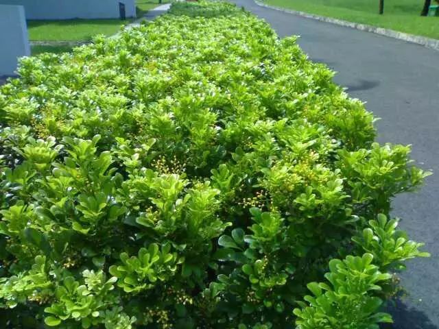 秋季对咽喉保养最好方法,秋冬嗓子疼多吃什么水果