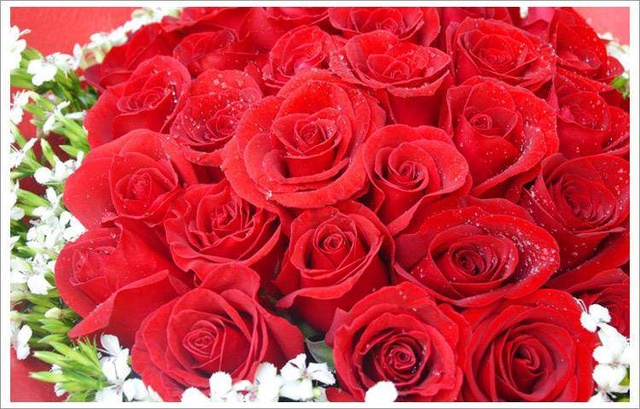 不同颜色的玫瑰花花语是什么,不同颜色的玫瑰花花语代表什么