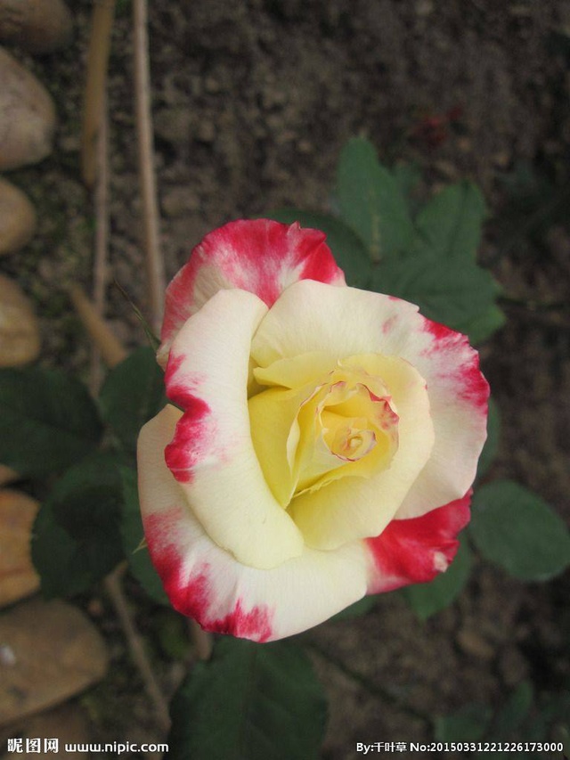 各种颜色的玫瑰花代表什么花语,玫瑰花的不同颜色的花语和寓意