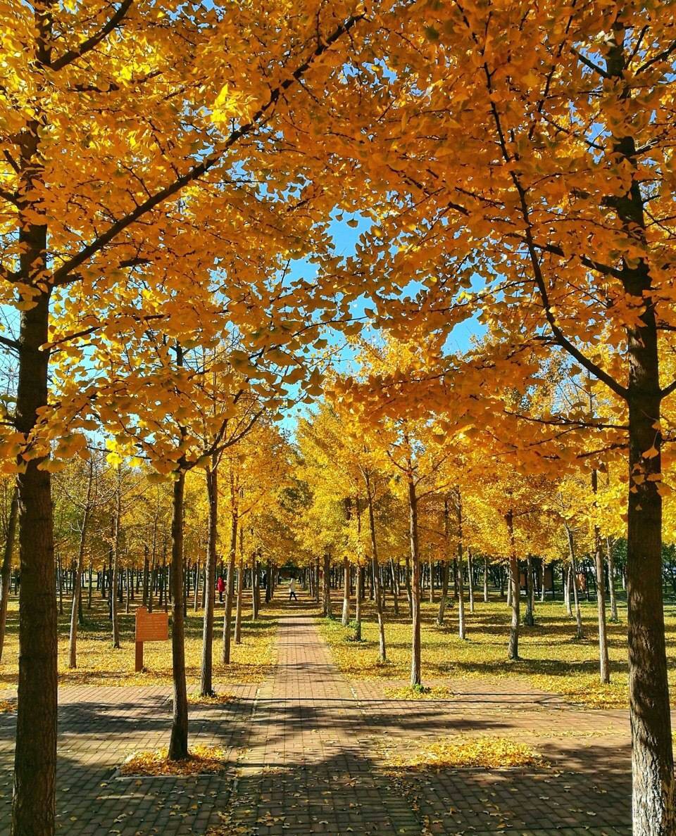 京城赏秋打卡胜地,京城赏荷最佳路线图