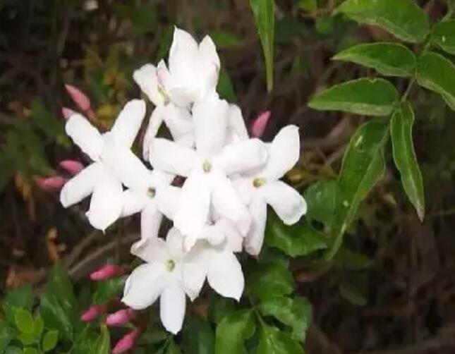 关于新加坡国花知识,新加坡的国花叫什么名字