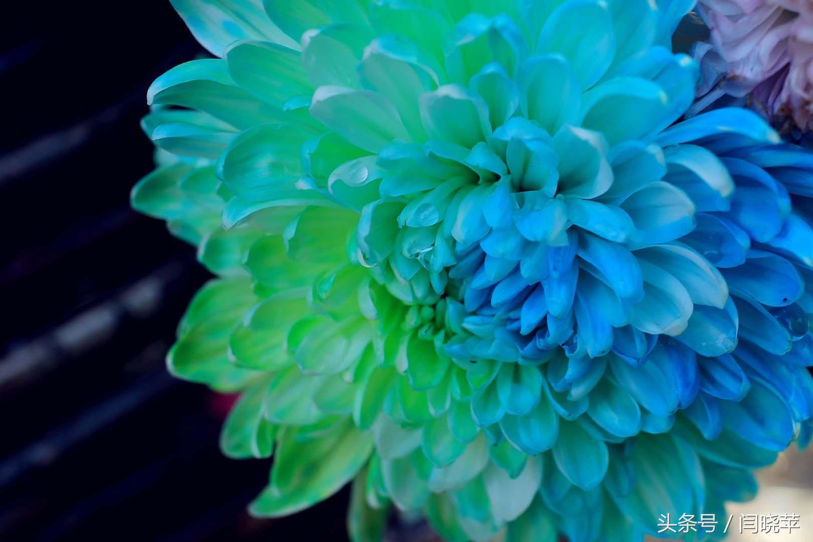 悠然菊影从何觅？南山菊姿下龙亭