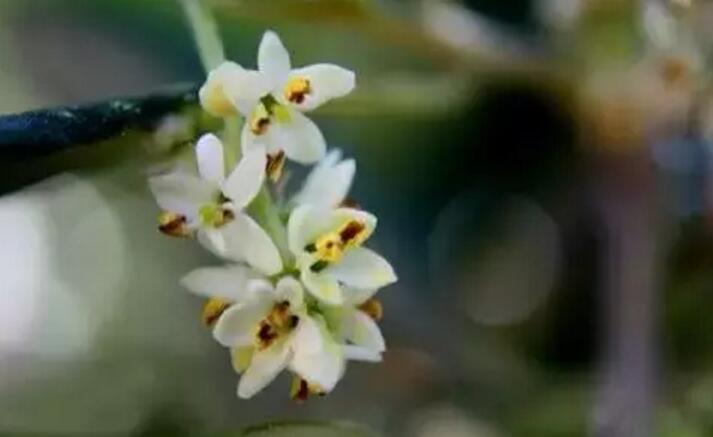 关于新加坡国花知识,新加坡的国花叫什么名字