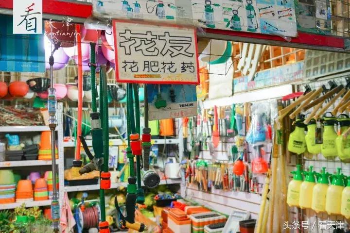 天津宝鸡道花鸟鱼虫市场鹦鹉全吗,天津市宝鸡道花鸟鱼虫市场文玩