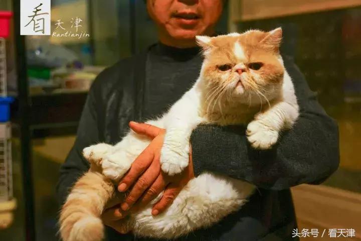 天津宝鸡道花鸟鱼虫市场鹦鹉全吗,天津市宝鸡道花鸟鱼虫市场文玩